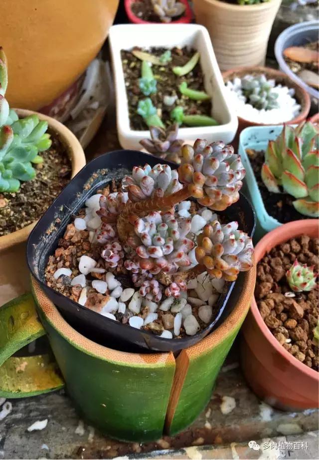 11岁小肉友的投稿：当多肉遇见盛夏的那场雨