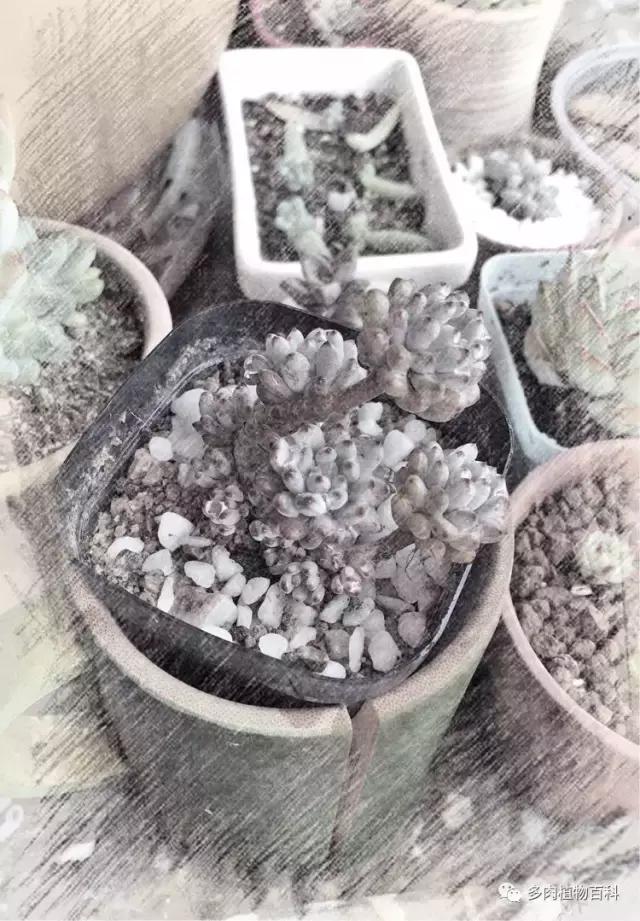 11岁小肉友的投稿：当多肉遇见盛夏的那场雨