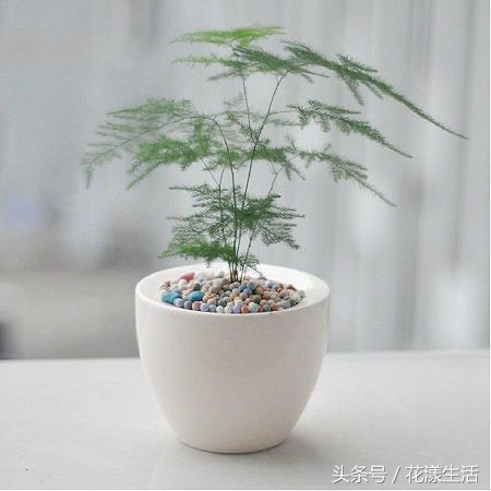 教师节送男老师什么颜色的花,教师节晚上送老师花为啥不要