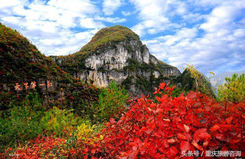 重庆主城区哪里能够看红叶,重庆看红叶哪个景点更好玩