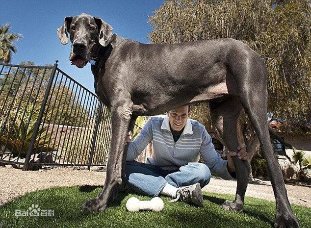 12生肖中牛是大属相还是小属相,在12生肖中哪个属相是最好的