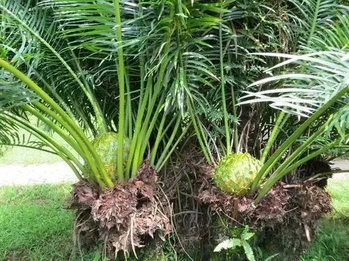 苏铁的产地分布,苏铁原产在哪里