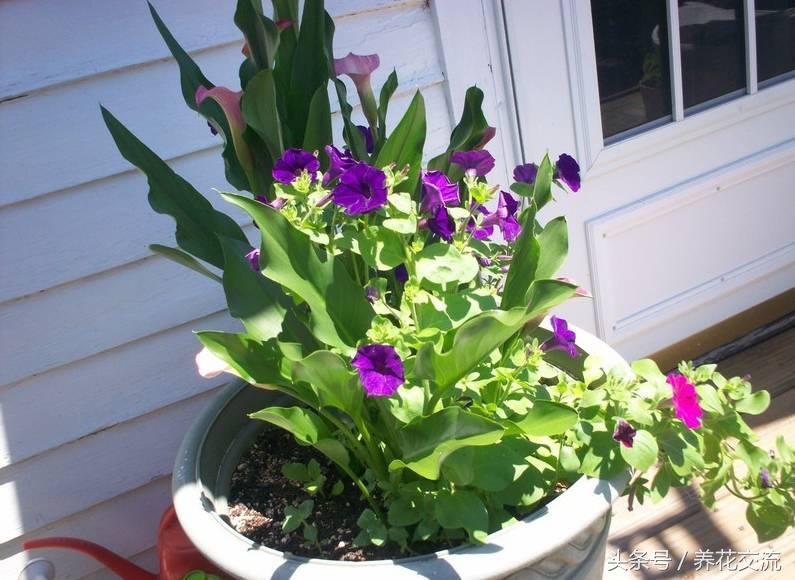 彩色马蹄莲合适在室内养吗,马蹄莲合适在室内养吗