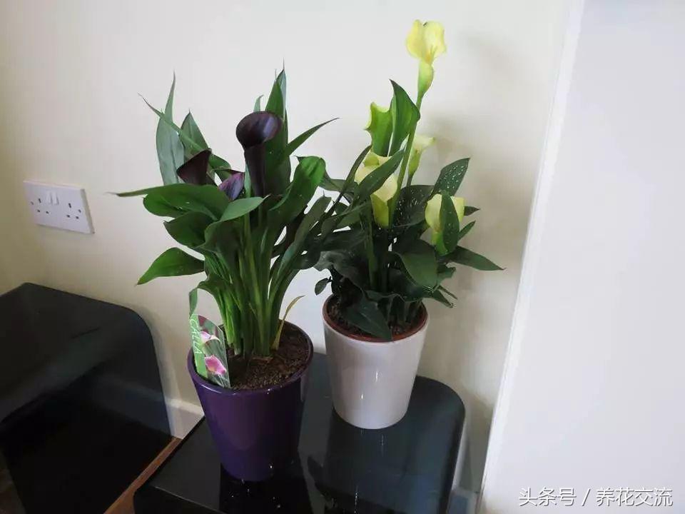 彩色马蹄莲合适在室内养吗,马蹄莲合适在室内养吗