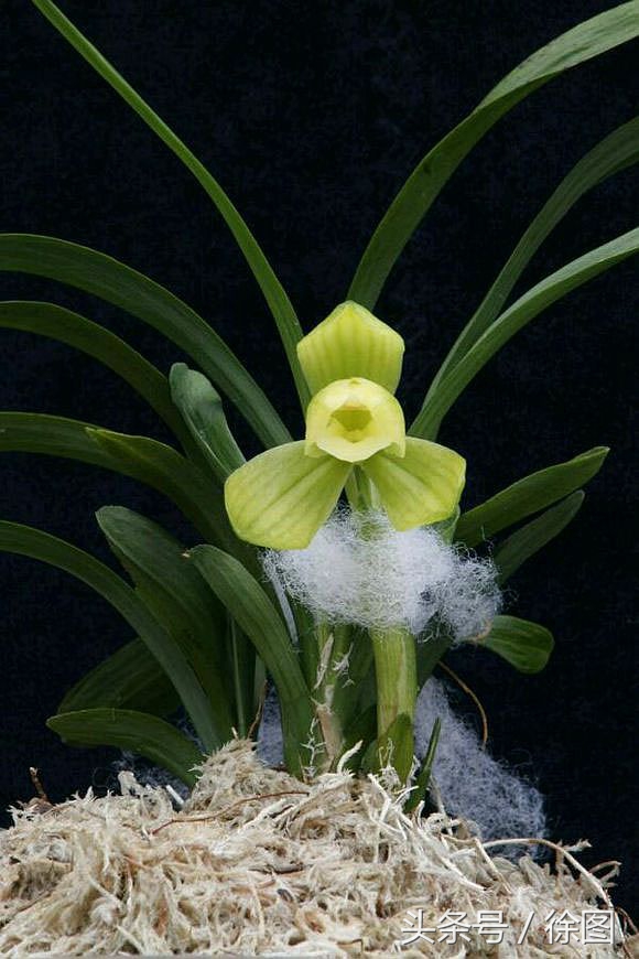 兰花的品种天逸荷,兰花天逸荷特点