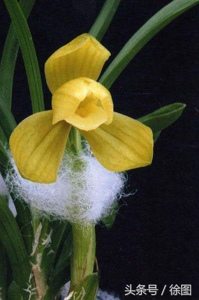 兰花的品种天逸荷,兰花天逸荷特点