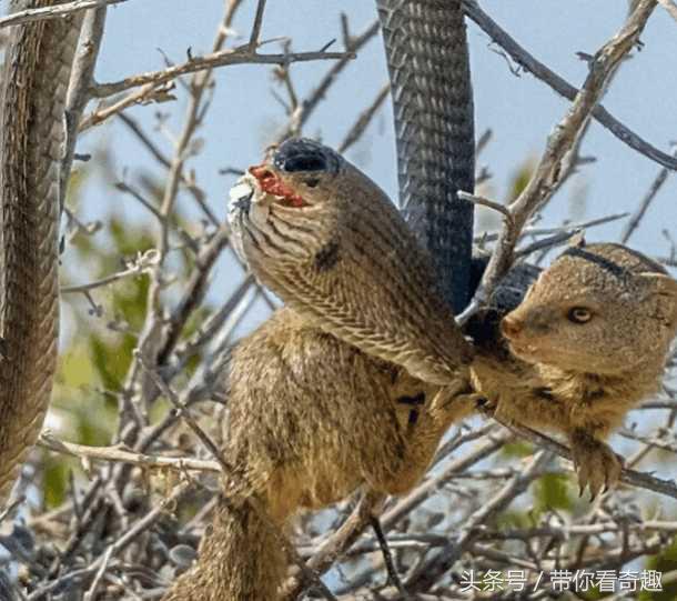 平头哥最害怕的毒蛇是什么蛇,平头哥就是毒蛇的克星吗