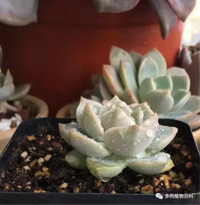 11岁小肉友的投稿：当多肉遇见盛夏的那场雨