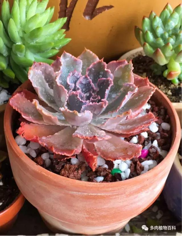 11岁小肉友的投稿：当多肉遇见盛夏的那场雨