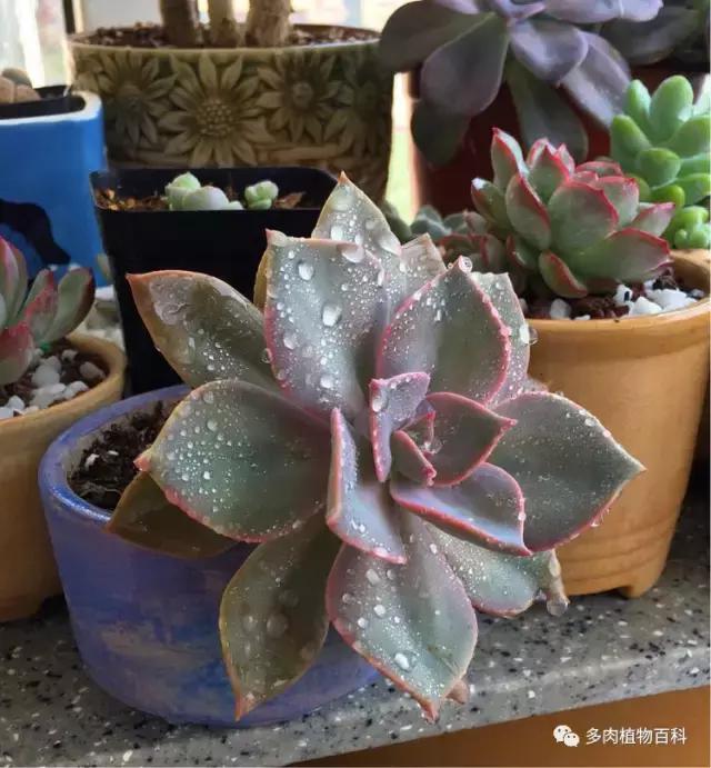 11岁小肉友的投稿：当多肉遇见盛夏的那场雨