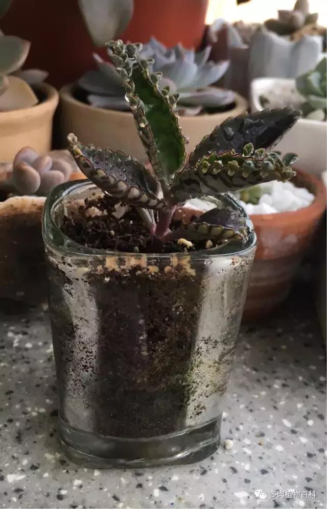 11岁小肉友的投稿：当多肉遇见盛夏的那场雨