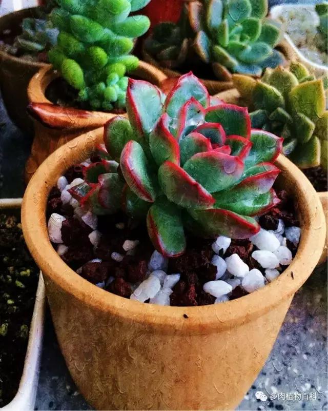 11岁小肉友的投稿：当多肉遇见盛夏的那场雨