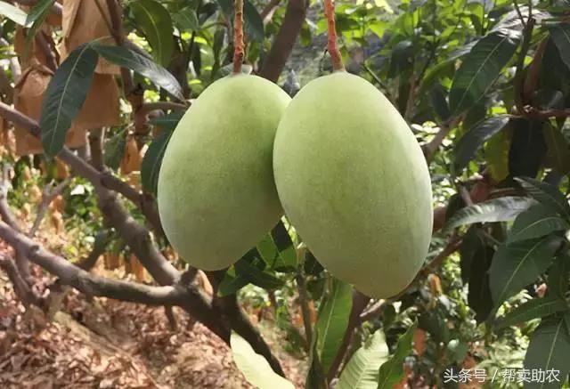 这个教师节，我要送芒果界的“巨无霸”