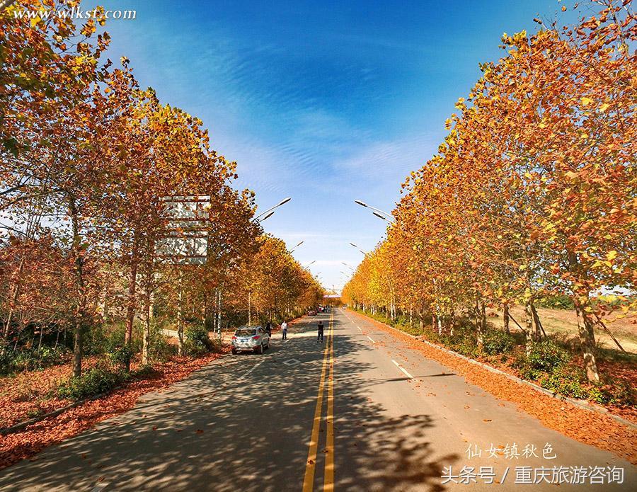 重庆主城区哪里能够看红叶,重庆看红叶哪个景点更好玩