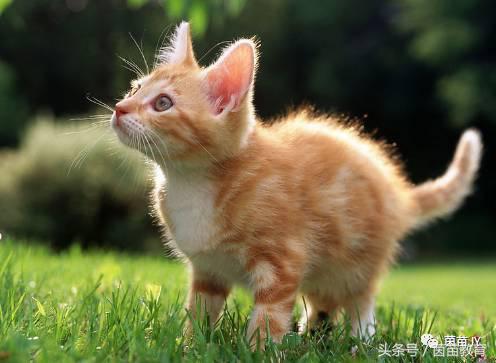 有趣的动物二年级口语交际猫,二年级文章有趣的动物200字左右