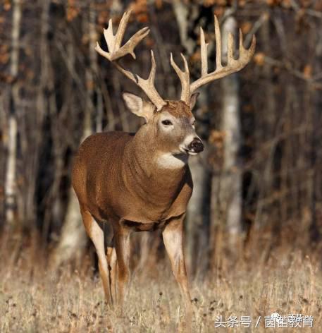 有趣的动物二年级口语交际猫,二年级文章有趣的动物200字左右