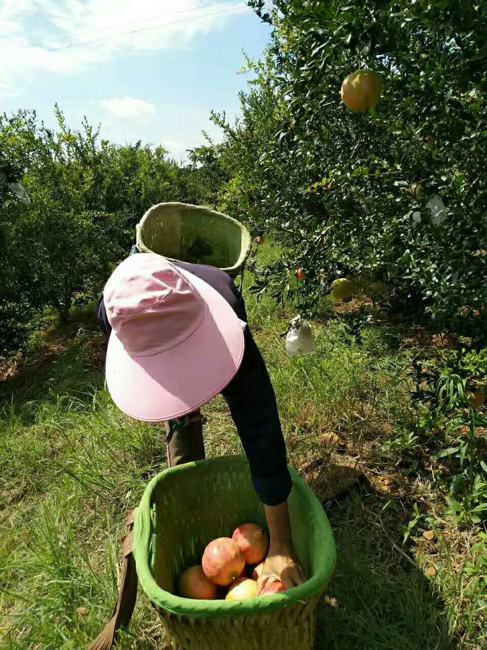 世上最大的软籽石榴,世界上有不用吐籽的石榴吗