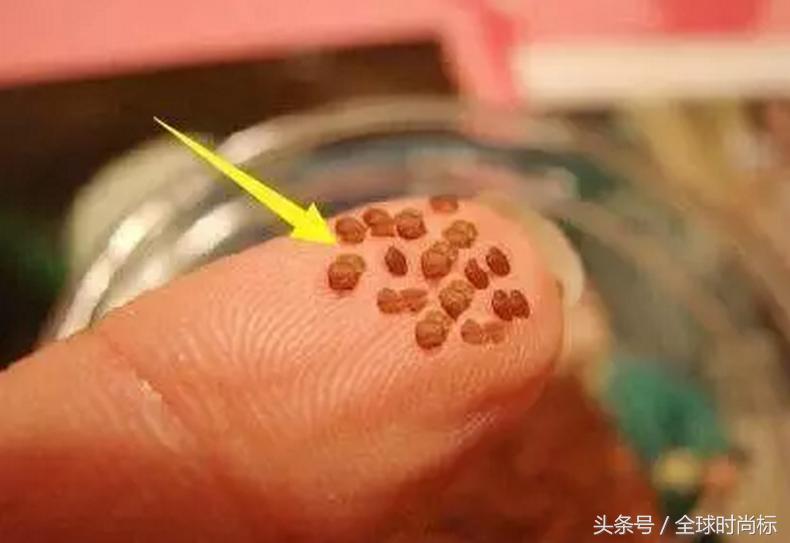 你知道怎么样能够快速晒黑吗,不怕晒黑小秘诀