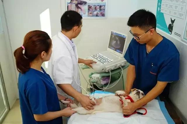 狗狗肠道出血会自愈吗,狗狗肠道破裂怎么治疗