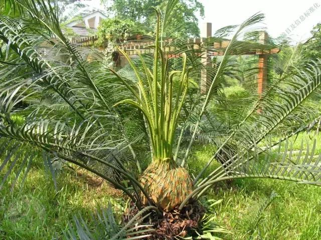 苏铁的产地分布,苏铁原产在哪里