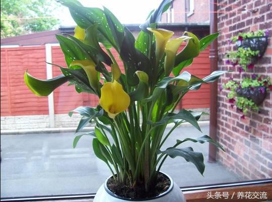 彩色马蹄莲合适在室内养吗,马蹄莲合适在室内养吗