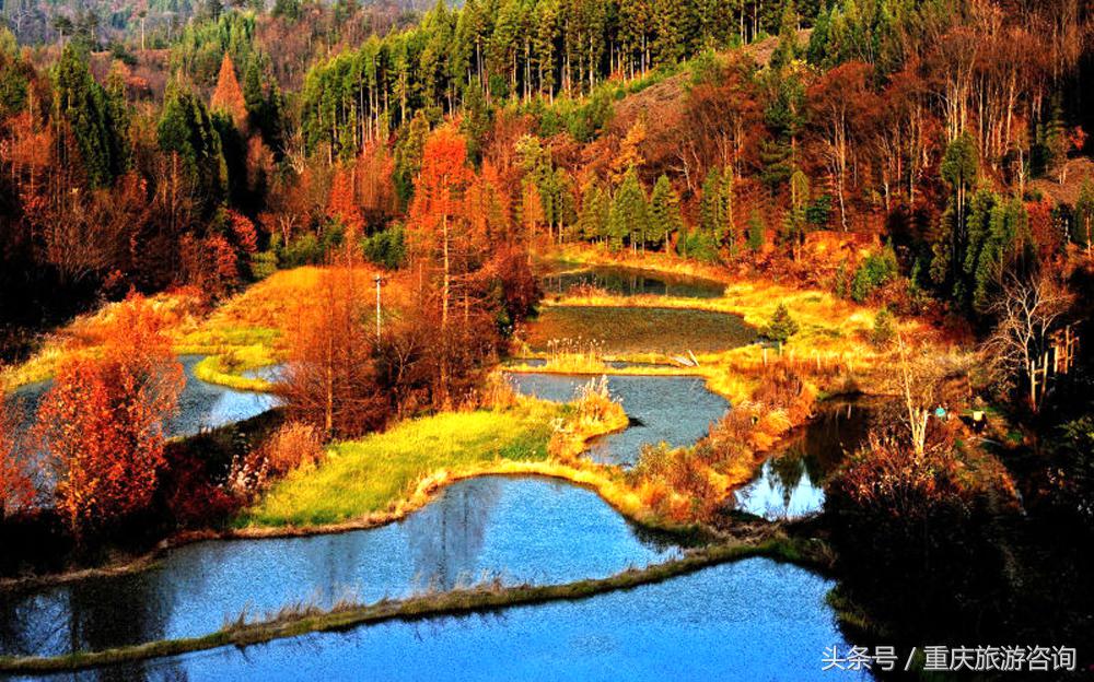 重庆主城区哪里能够看红叶,重庆看红叶哪个景点更好玩