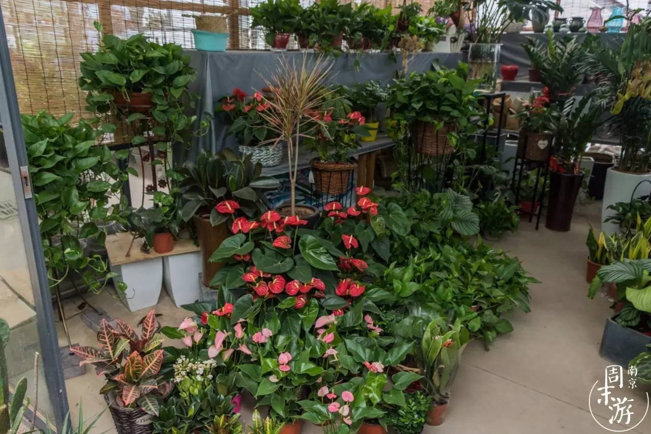 逛花鸟鱼虫市场的视频,逛各种花鸟市场