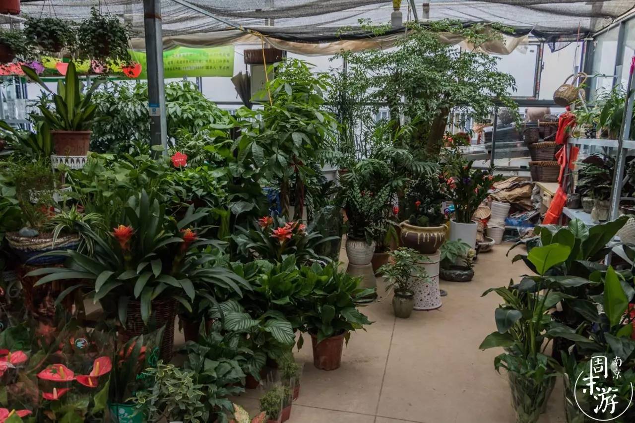 逛花鸟鱼虫市场的视频,逛各种花鸟市场