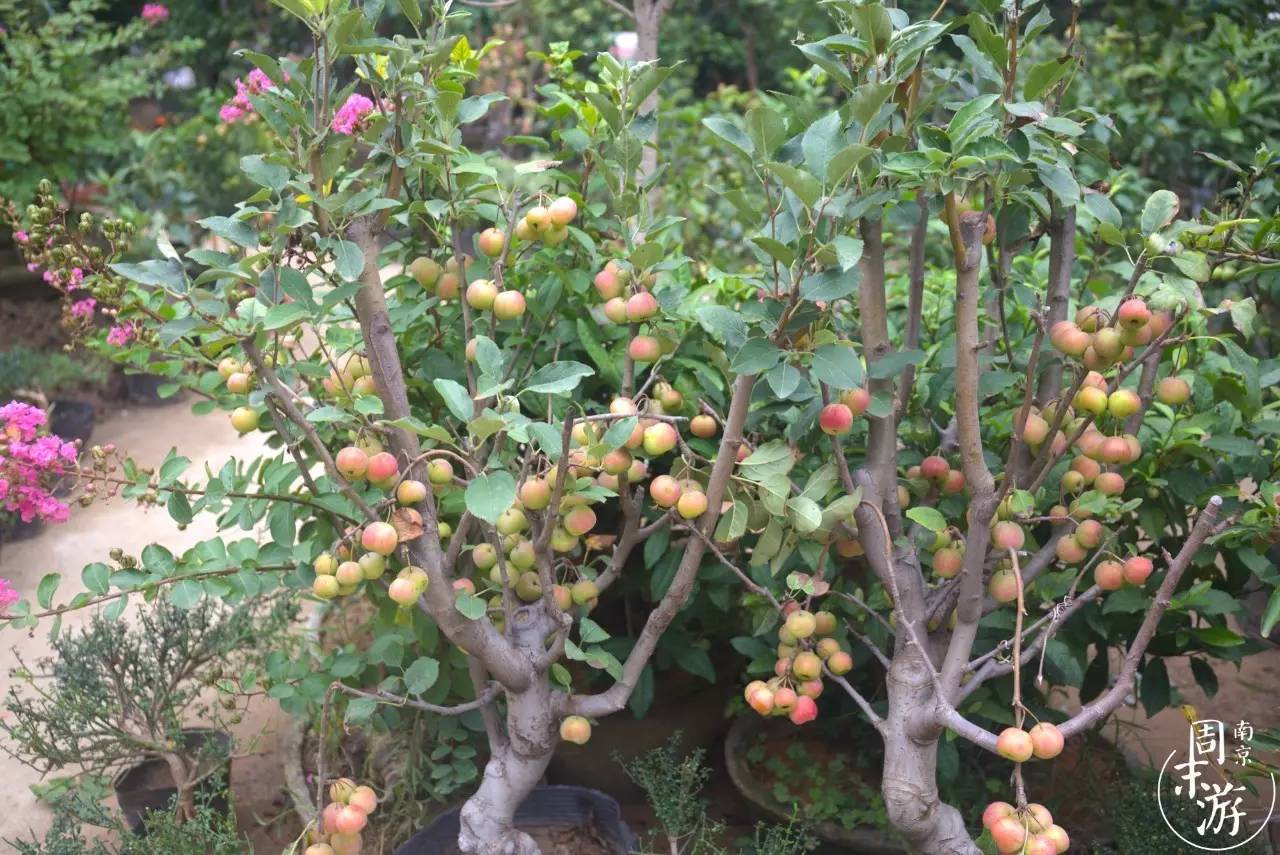 逛花鸟鱼虫市场的视频,逛各种花鸟市场