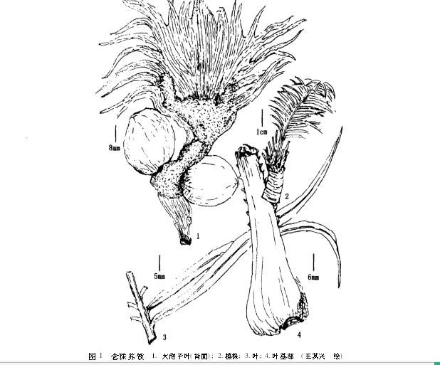 苏铁的产地分布,苏铁原产在哪里