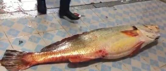 花胶哪种性价比高,什么鱼的花胶最贵