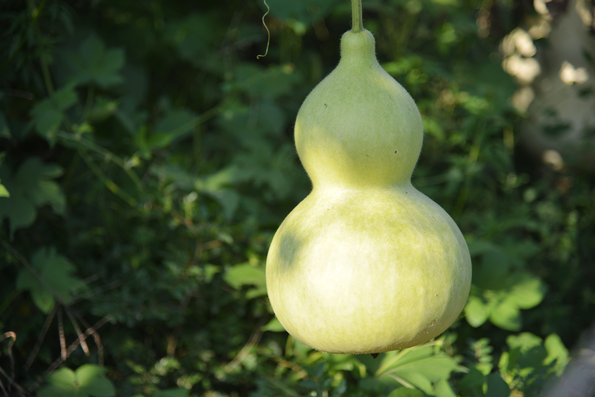 现代版的《葫芦娃》在咱南贾镇上鲁村精彩实景演出，您也过来看看