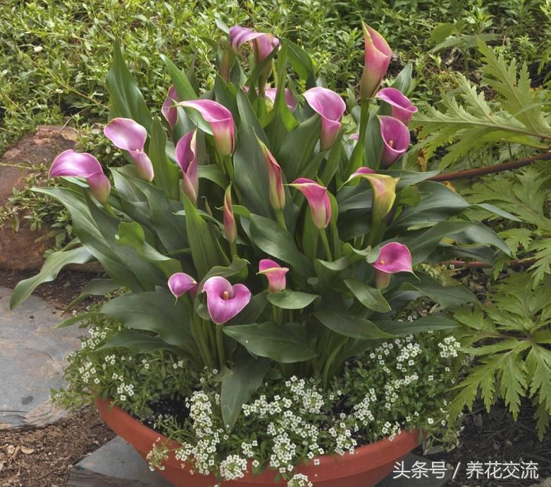 彩色马蹄莲合适在室内养吗,马蹄莲合适在室内养吗