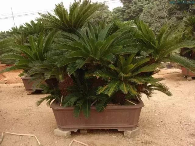 苏铁的产地分布,苏铁原产在哪里