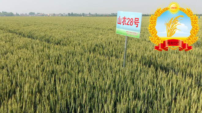 山农28小麦种审定时间,小麦品种山农28合适什么地方种