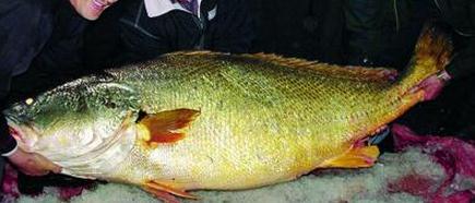 花胶哪种性价比高,什么鱼的花胶最贵