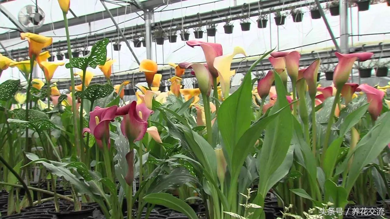 彩色马蹄莲合适在室内养吗,马蹄莲合适在室内养吗