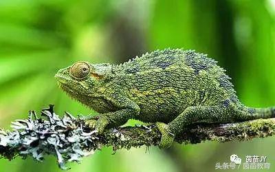 有趣的动物二年级口语交际猫,二年级文章有趣的动物200字左右