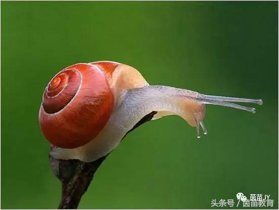 有趣的动物二年级口语交际猫,二年级文章有趣的动物200字左右