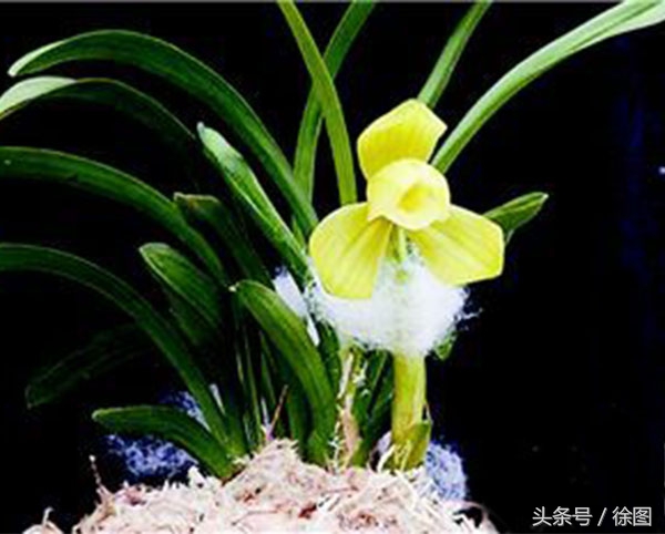 兰花的品种天逸荷,兰花天逸荷特点