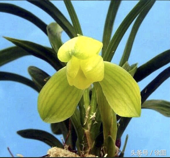 兰花的品种天逸荷,兰花天逸荷特点