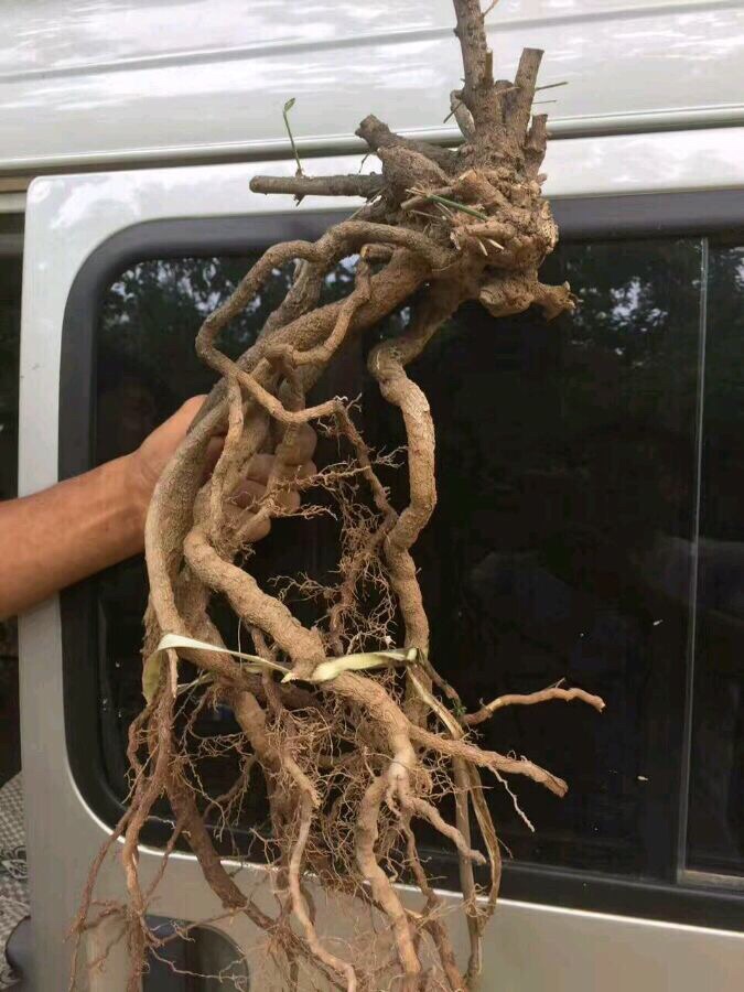 下山桩的种类和栽培方法,下山桩的最佳栽培方法