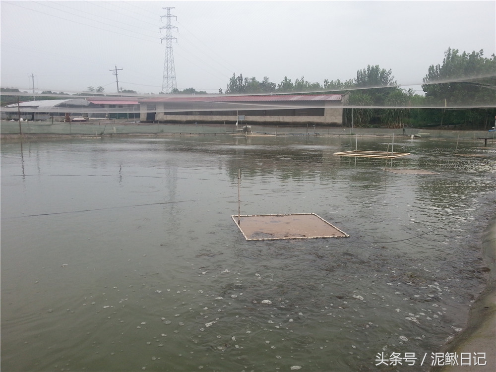 无土养殖泥鳅每亩一年有多少利润,养殖泥鳅一亩可赚多少钱利润