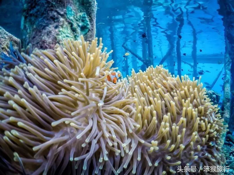 合适潜水的东南亚海岛,能够免签的冷门海岛