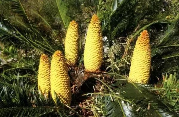 苏铁的产地分布,苏铁原产在哪里