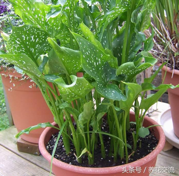 彩色马蹄莲合适在室内养吗,马蹄莲合适在室内养吗