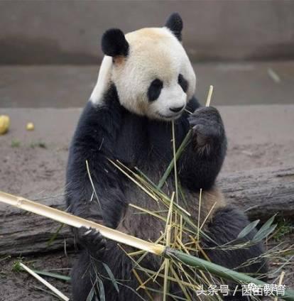 有趣的动物二年级口语交际猫,二年级文章有趣的动物200字左右