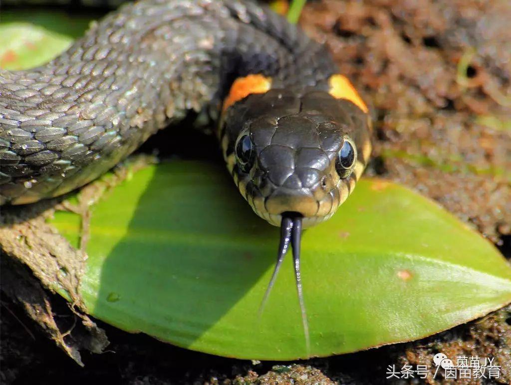 有趣的动物二年级口语交际猫,二年级文章有趣的动物200字左右