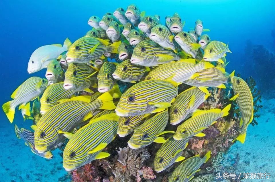 合适潜水的东南亚海岛,能够免签的冷门海岛