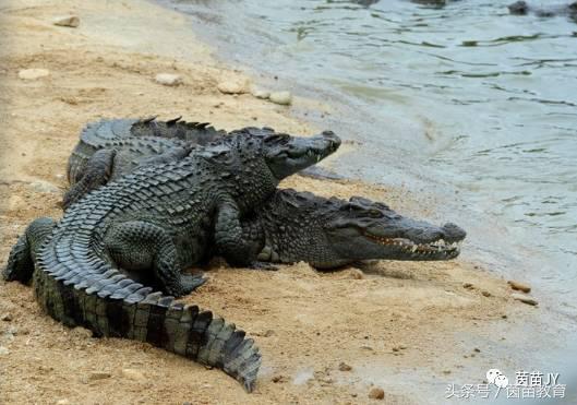 有趣的动物二年级口语交际猫,二年级文章有趣的动物200字左右